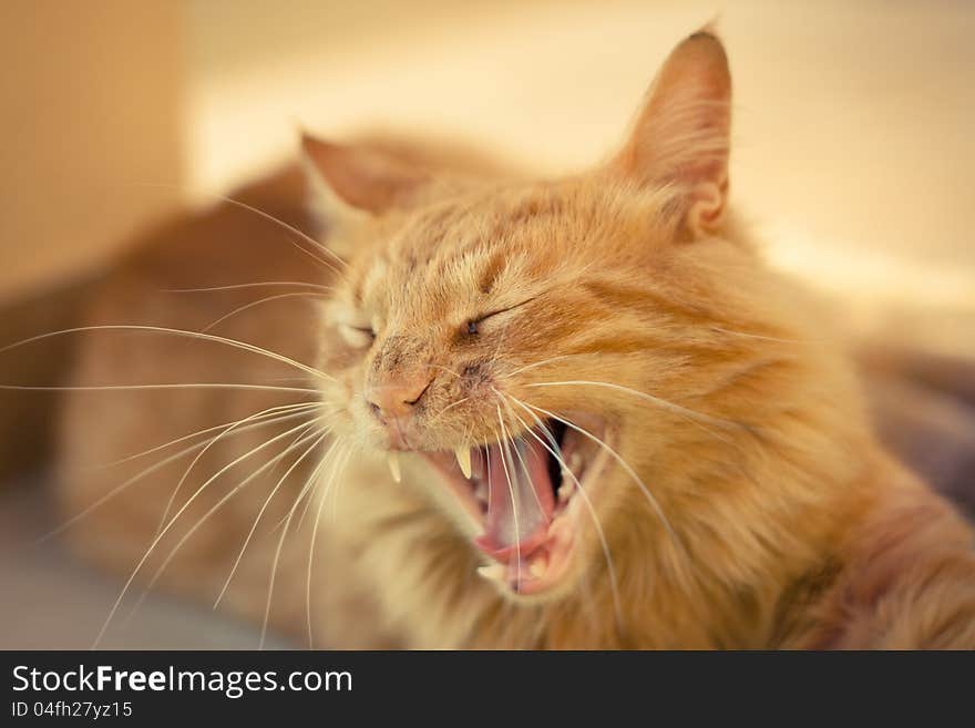 Closeup of a ginger tabby cat lying on a terasse on a sunny day