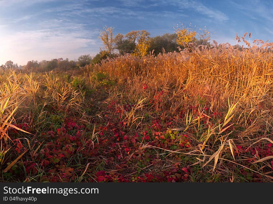 Landscape with yellow and red grass