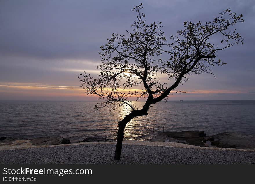 A tree before the sundown at the Mediterranean Sea in Croatia. A tree before the sundown at the Mediterranean Sea in Croatia