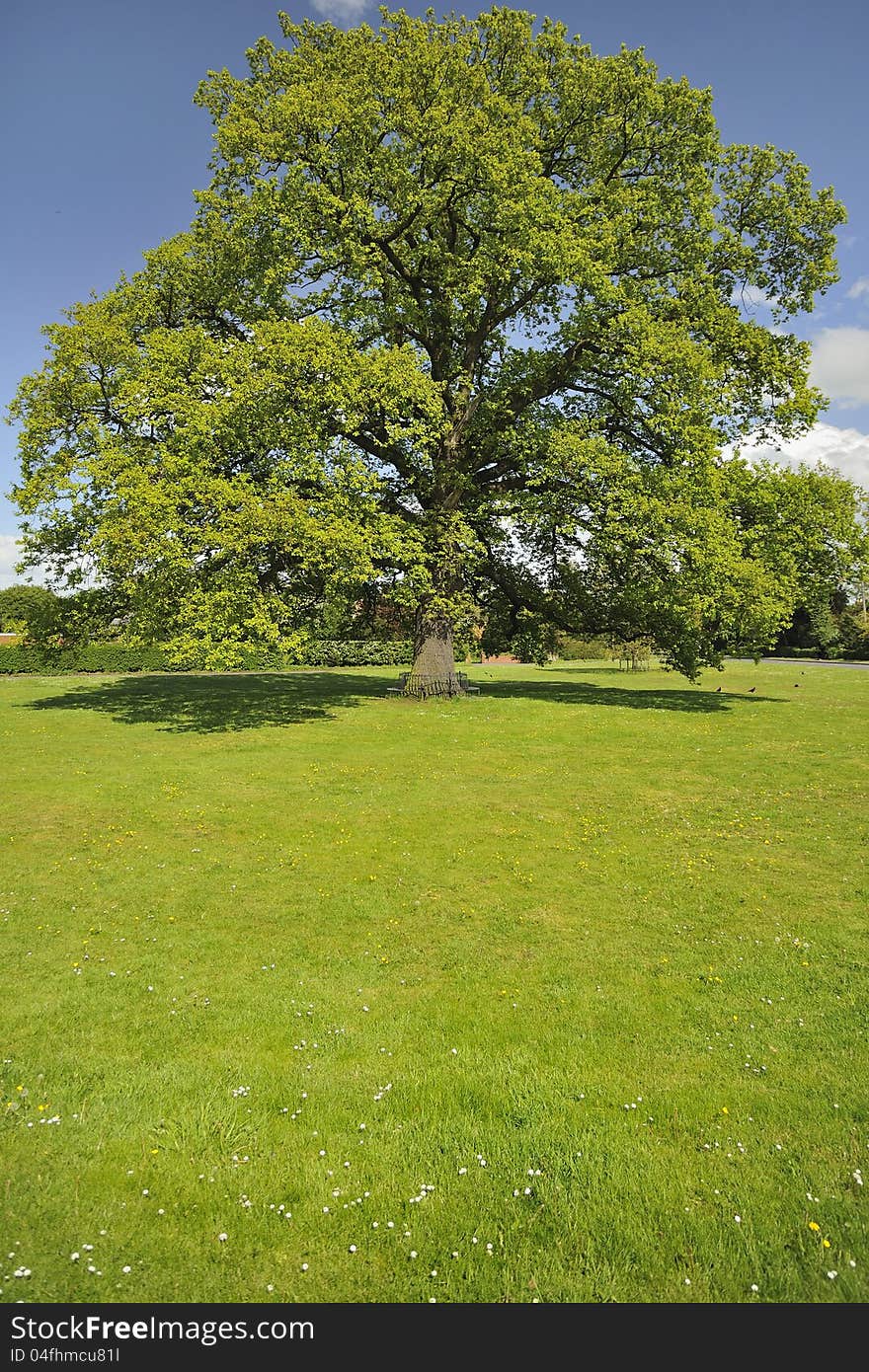 A massive oak tree on the village green, at Hanley Swan, Worcestershire. A circular seat surrounds the trunk of the tree. A massive oak tree on the village green, at Hanley Swan, Worcestershire. A circular seat surrounds the trunk of the tree.