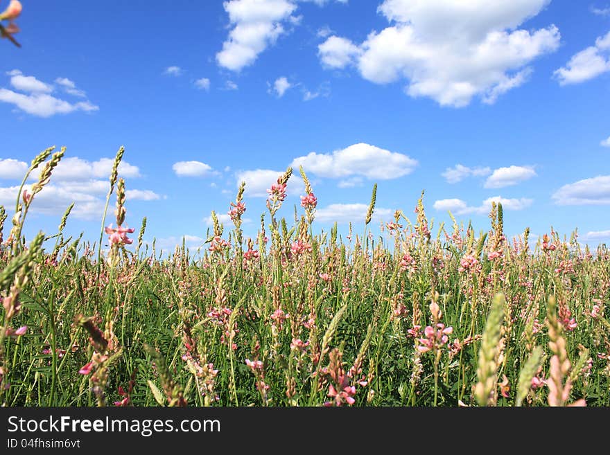 Spring meadow with beautiful flowers