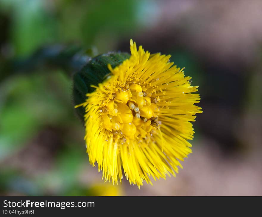 A close up shot of a Coltsfoot flower