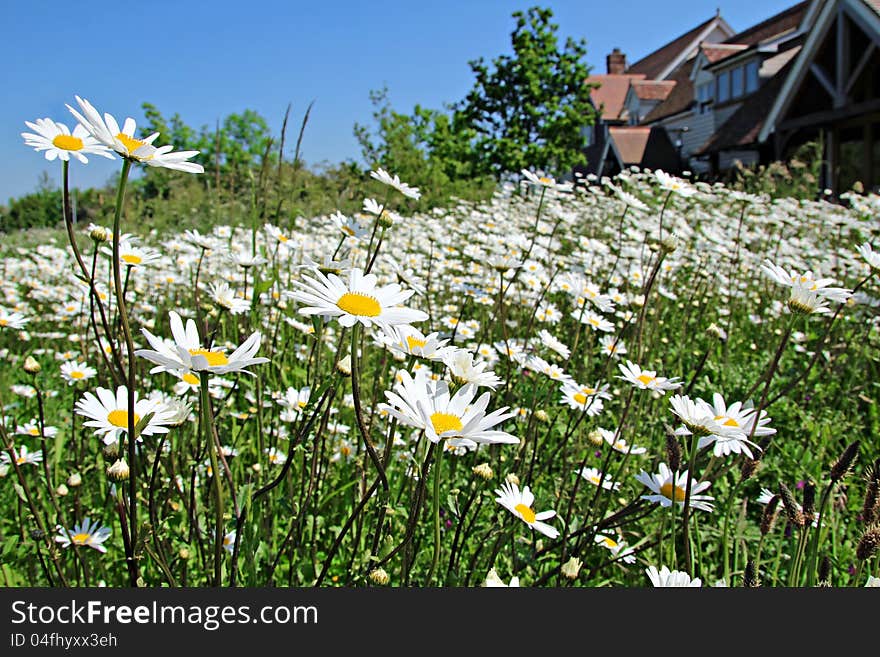 Photo of an idyllic prairie scene with a meadow full of daisies leading to a hilltop chalet. Photo of an idyllic prairie scene with a meadow full of daisies leading to a hilltop chalet.