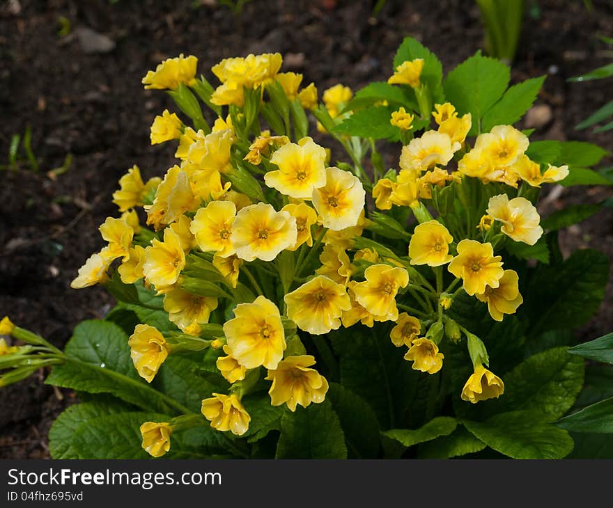 A close up shot of a Primula flower