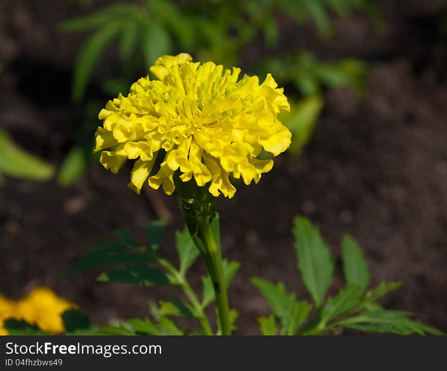 Tagetes