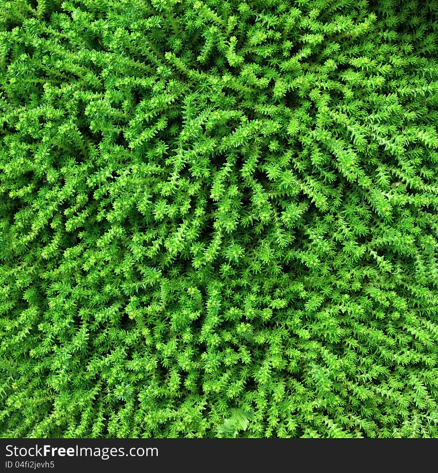 Fresh Green moss detailed texture. Fresh Green moss detailed texture