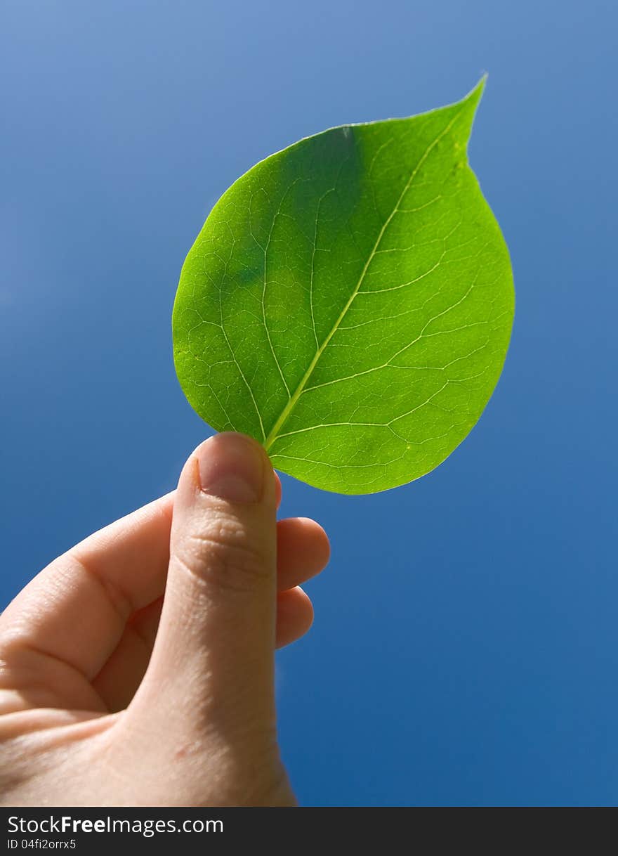 Green leaf in hand and blue sky. Green leaf in hand and blue sky