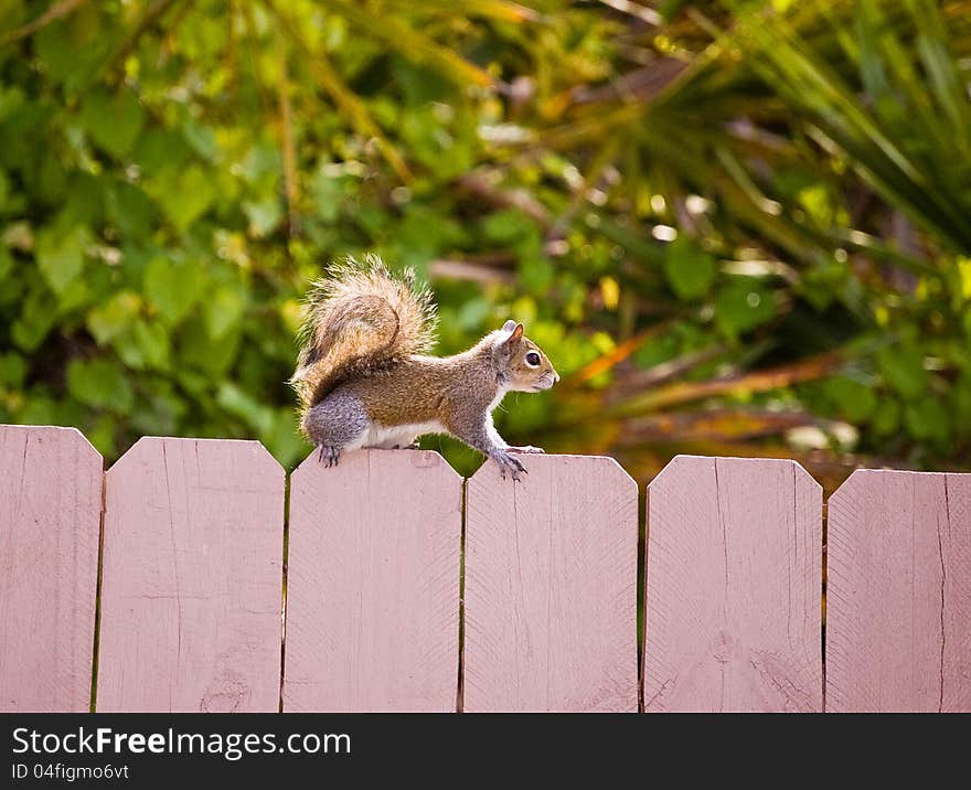 A squirrel on the fence.