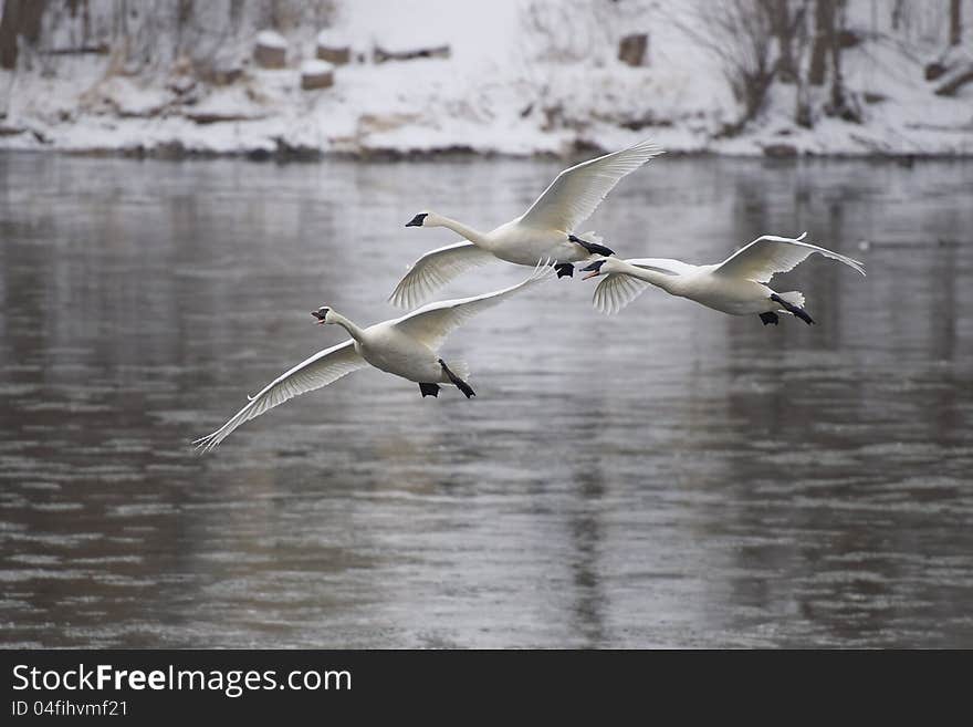 Trio of Arriving Swans