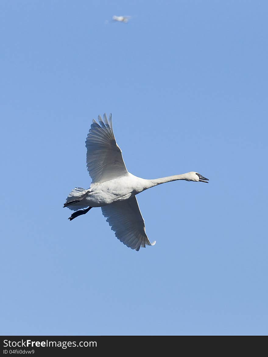 Flying Trumpeter Swan