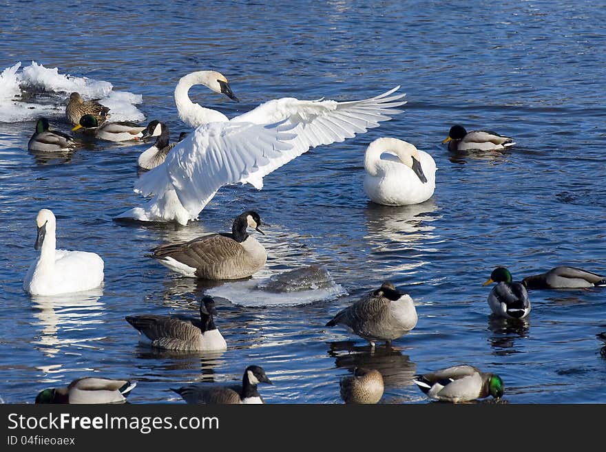 Resting Swans