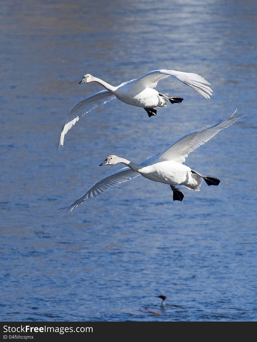 Pair of Landing Swans