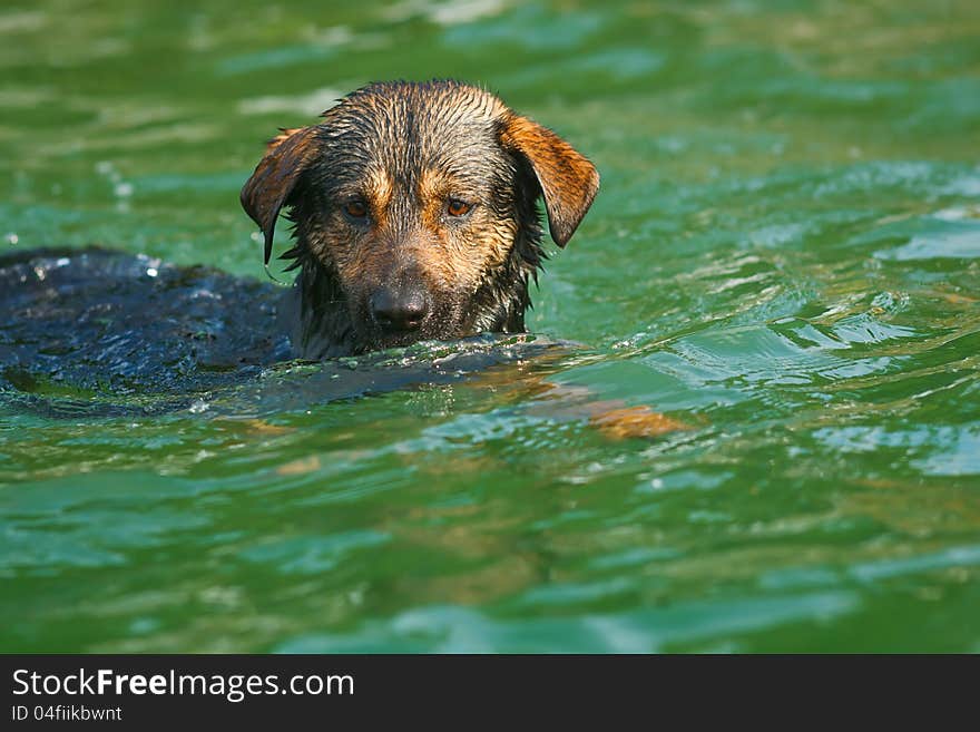 Dog Swimming