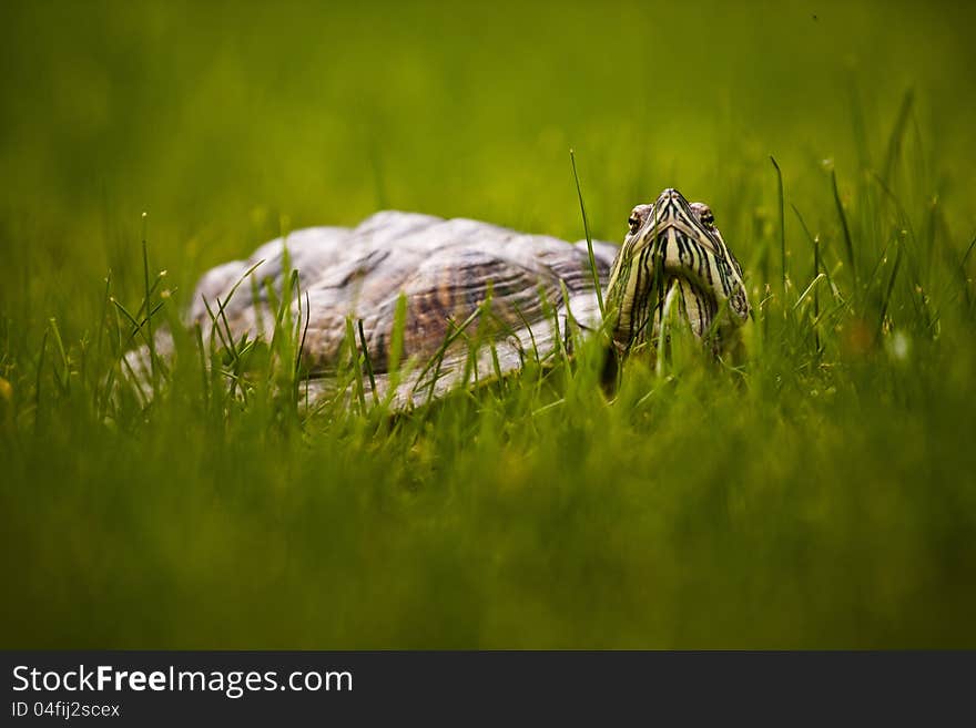 Turtle in the grass