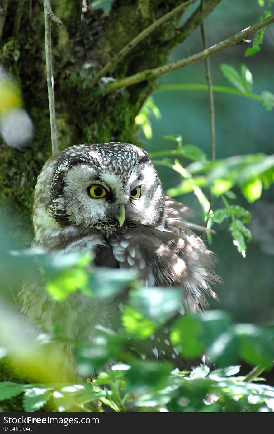 Aegolius funerius, national bavarian park, germany