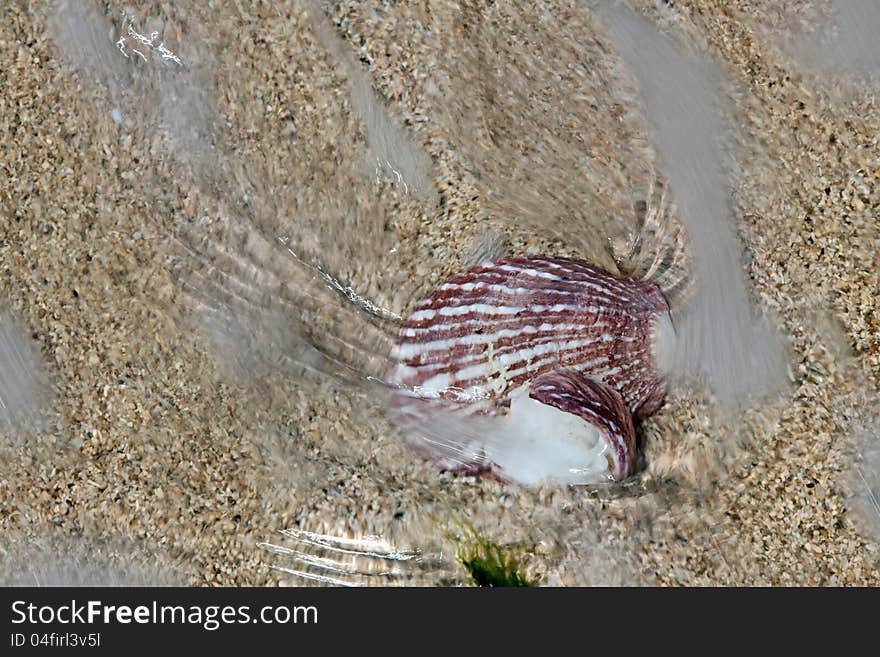 Sea cockleshell under  running sea wave on the sand. Sea cockleshell under  running sea wave on the sand