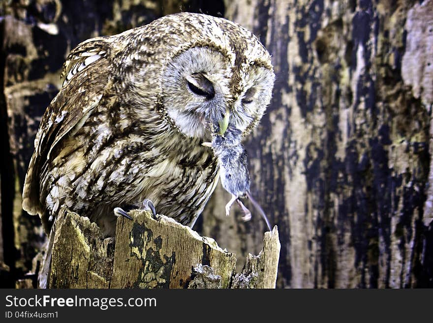 An owl is eating a mouse. An owl is eating a mouse