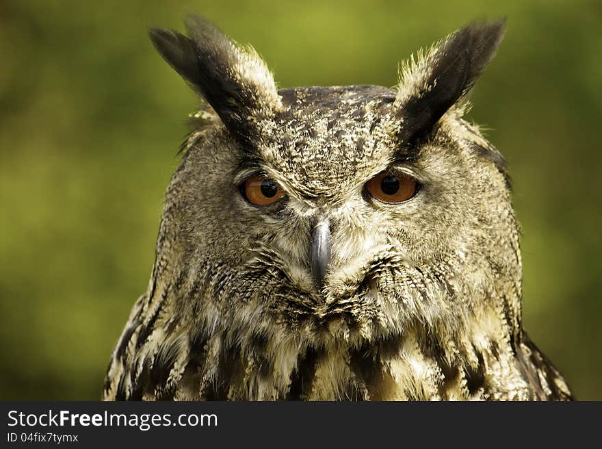 Portrait of an owl