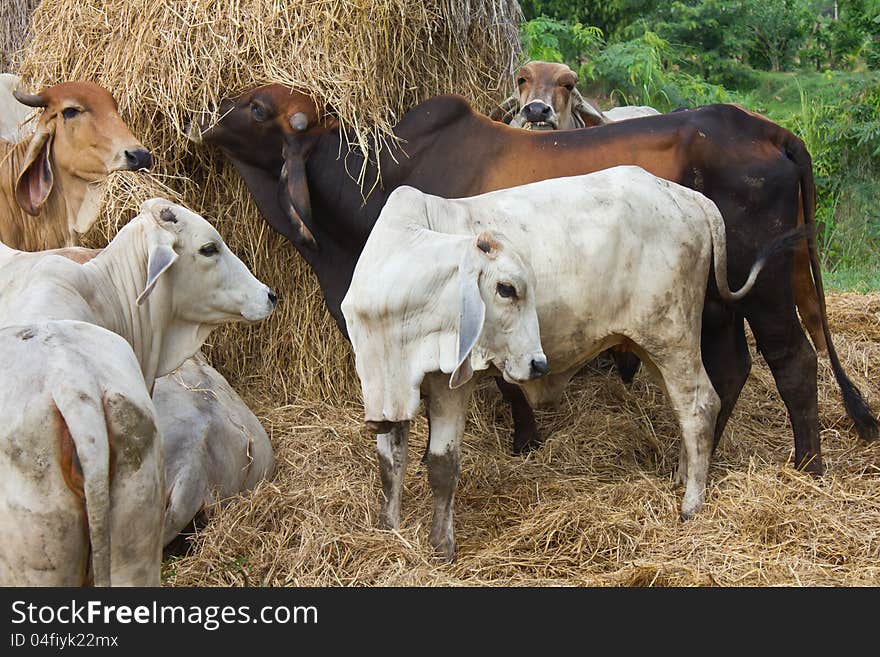 Cattle eat the straw.