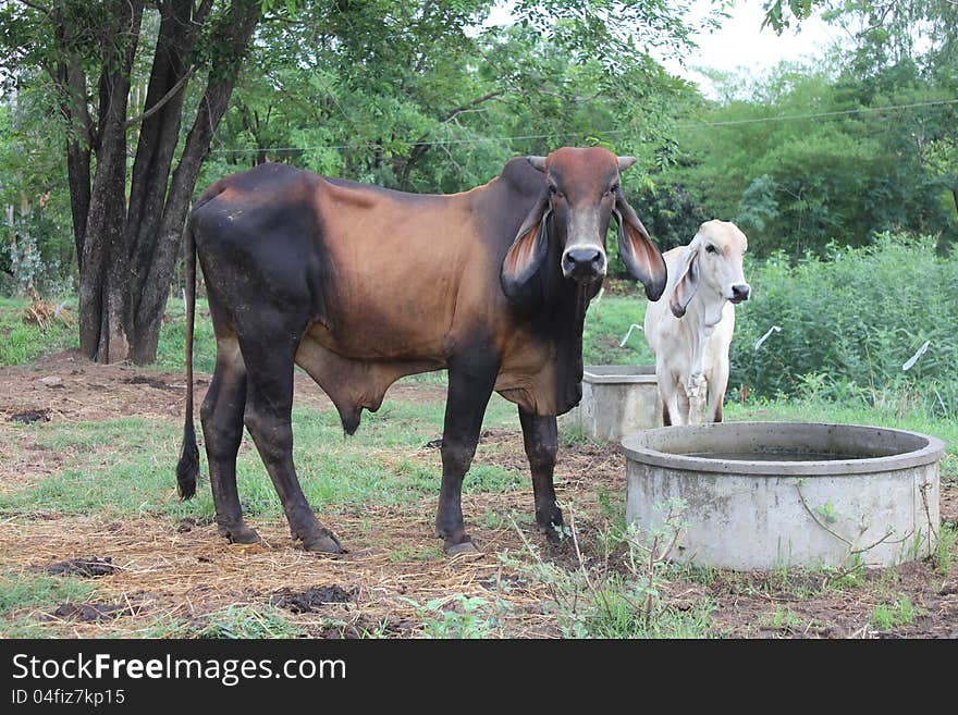 Black and brown cow eating hay, but not to drink water. Black and brown cow eating hay, but not to drink water.