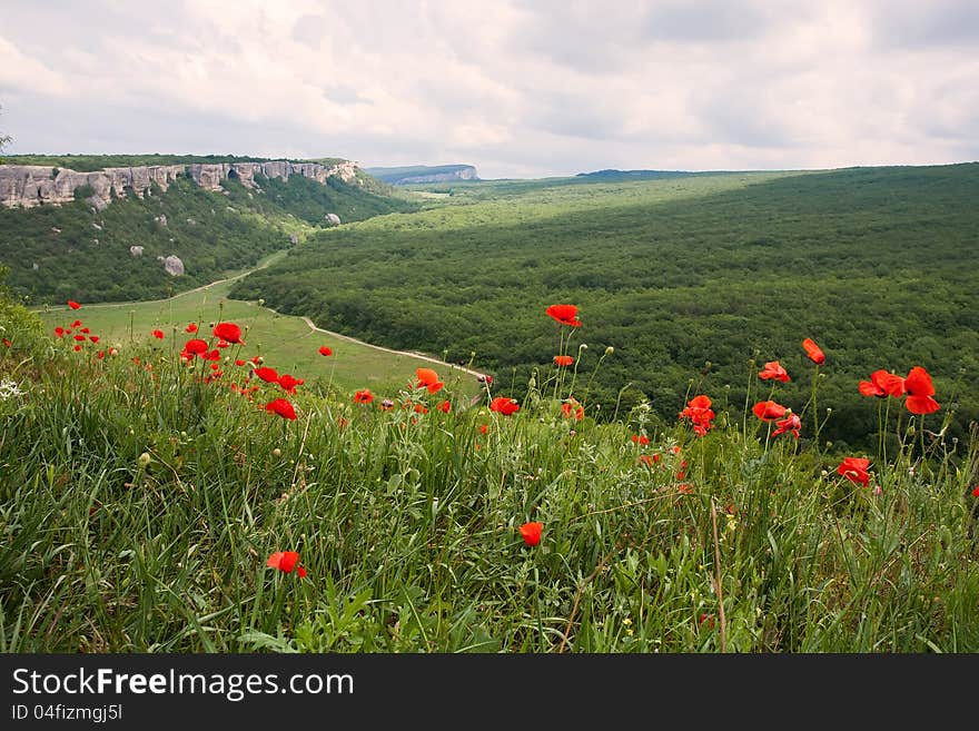 Summer mountain landscape with red poppy flowers