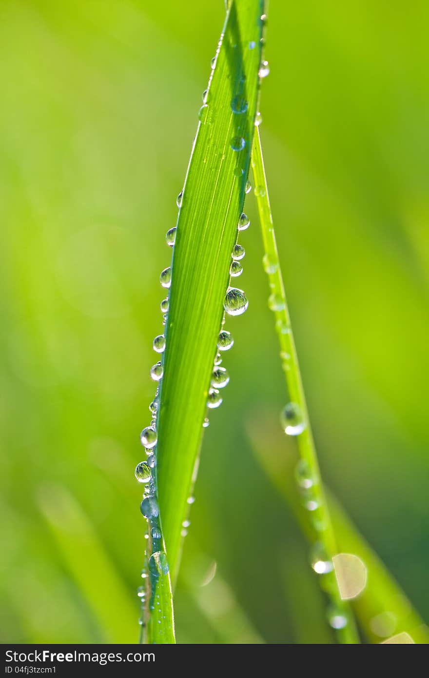 Beautiful background with green grass and droplets of dew. Beautiful background with green grass and droplets of dew