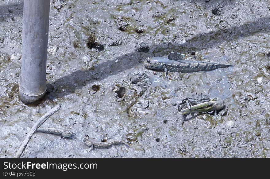 Mudskipper and Uca (crab) is an animal that is easily found on the mudflat. Mudskipper and Uca (crab) is an animal that is easily found on the mudflat.