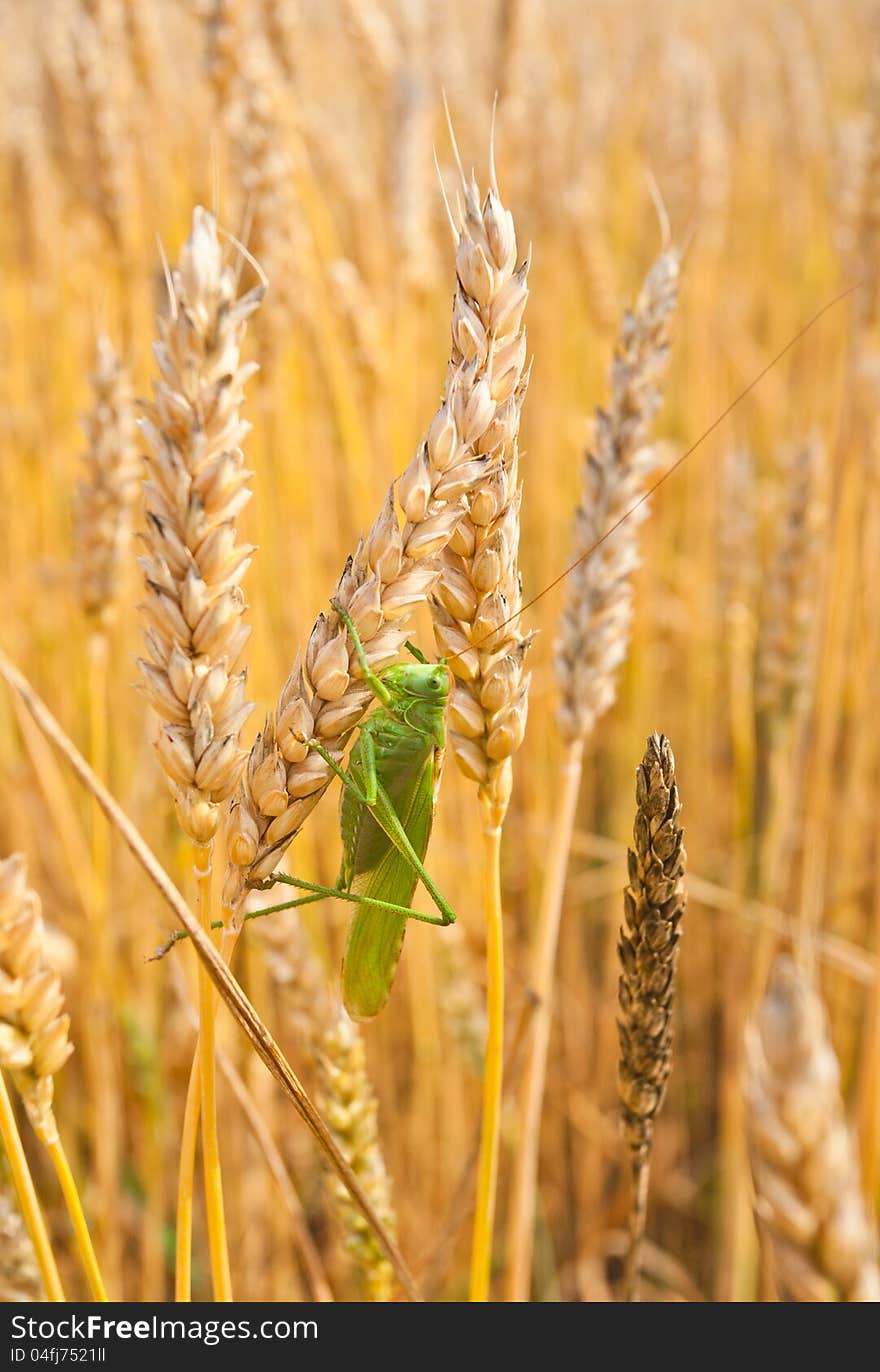 Grasshopper sits on the golden ears of wheat