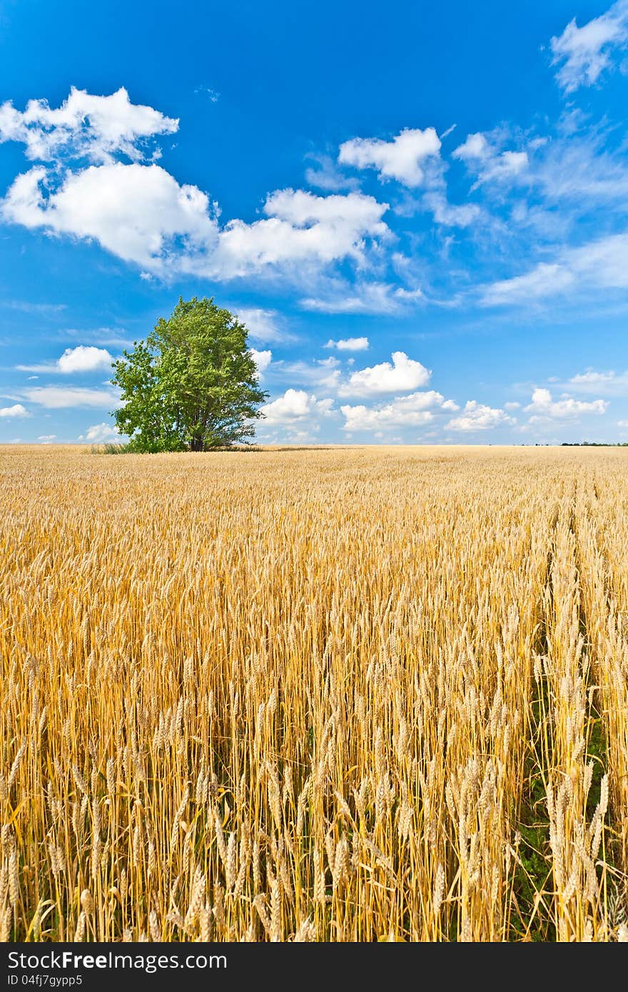 Alone tree in wheat field