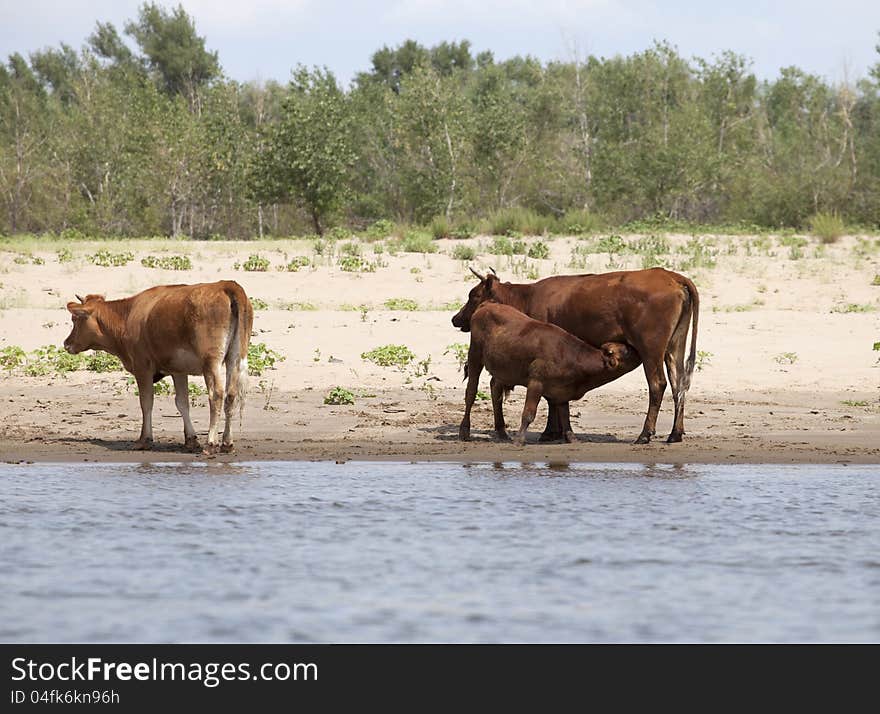 Cows drinking and swimming at a riverbank. Cows drinking and swimming at a riverbank