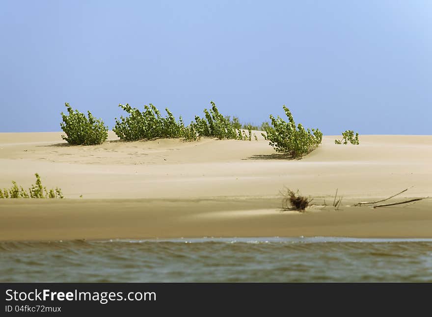 Sprout in the sand