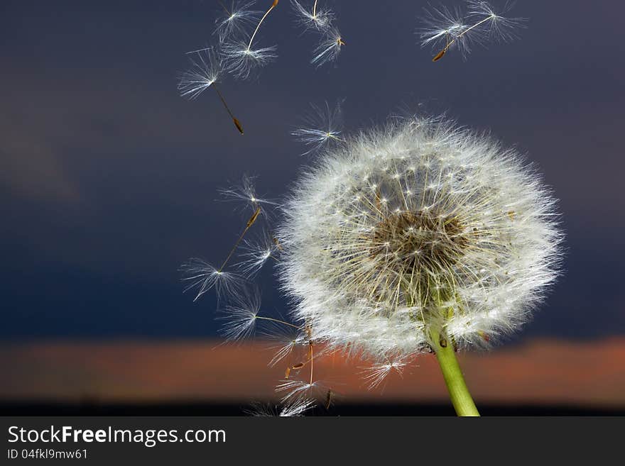 Macro shot of wild camomile on a blue sky background