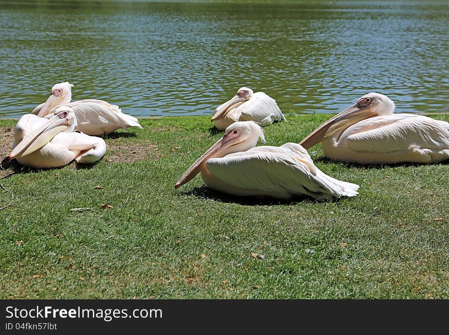 Pelicans