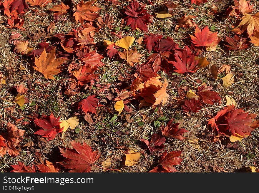 Leaf texture on ground and red leaf