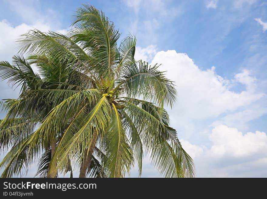 The coconut tree with blue sky and cloud