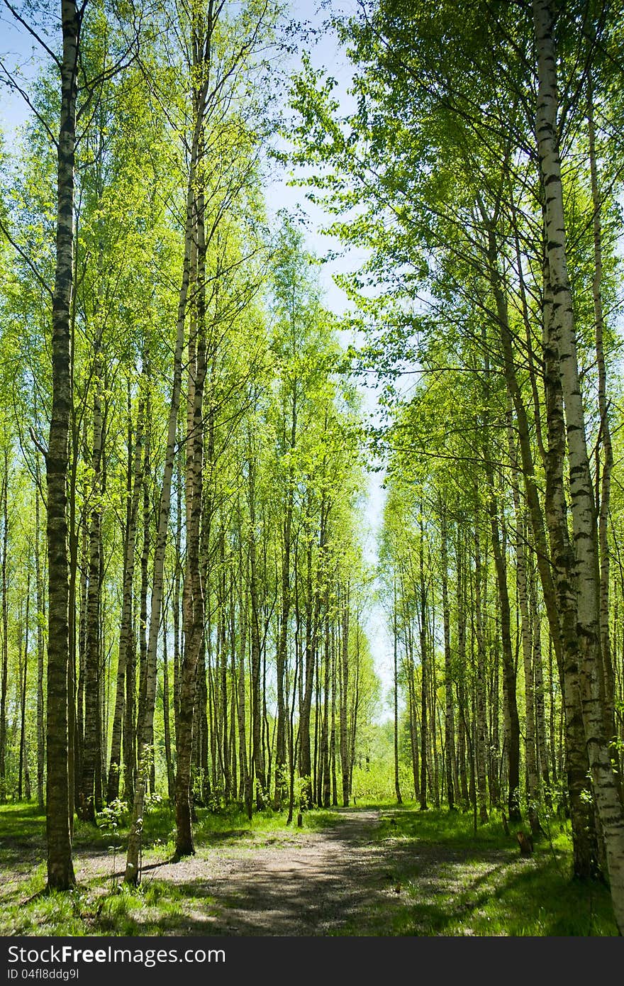 Path in summer forest