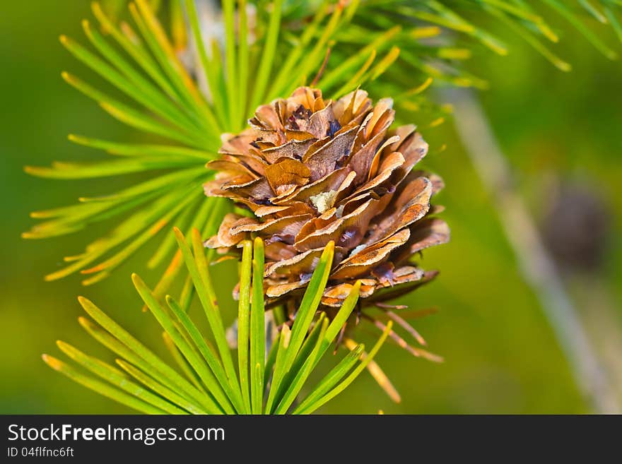 Cone and needles on the branch close-up