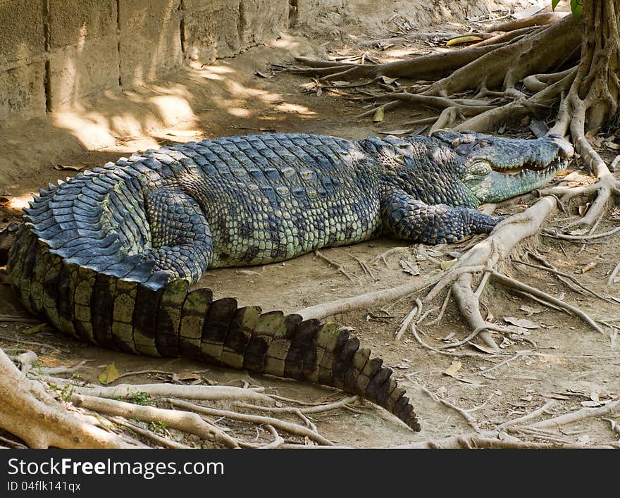 Crocodile on a farm, Thailand