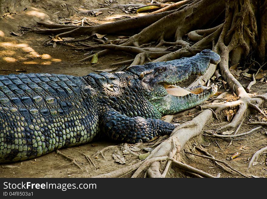 Crocodile On A Farm, Thailand