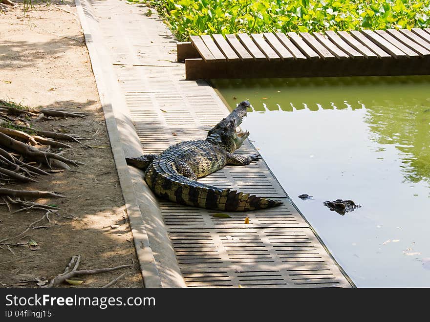 Crocodile on a farm, Thailand