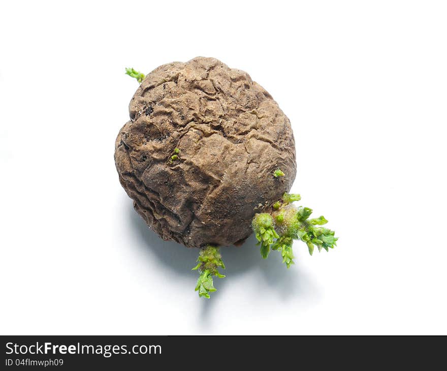 An old potato tuber gives life to a new potato plant