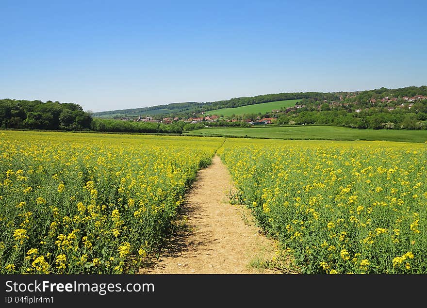 Track Through A Field Of Yellow Rapeseed