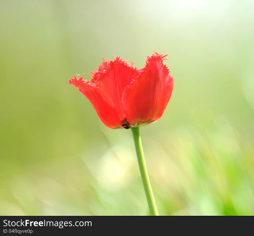 A beautiful red fringed tulip growing on a flower bed in spring