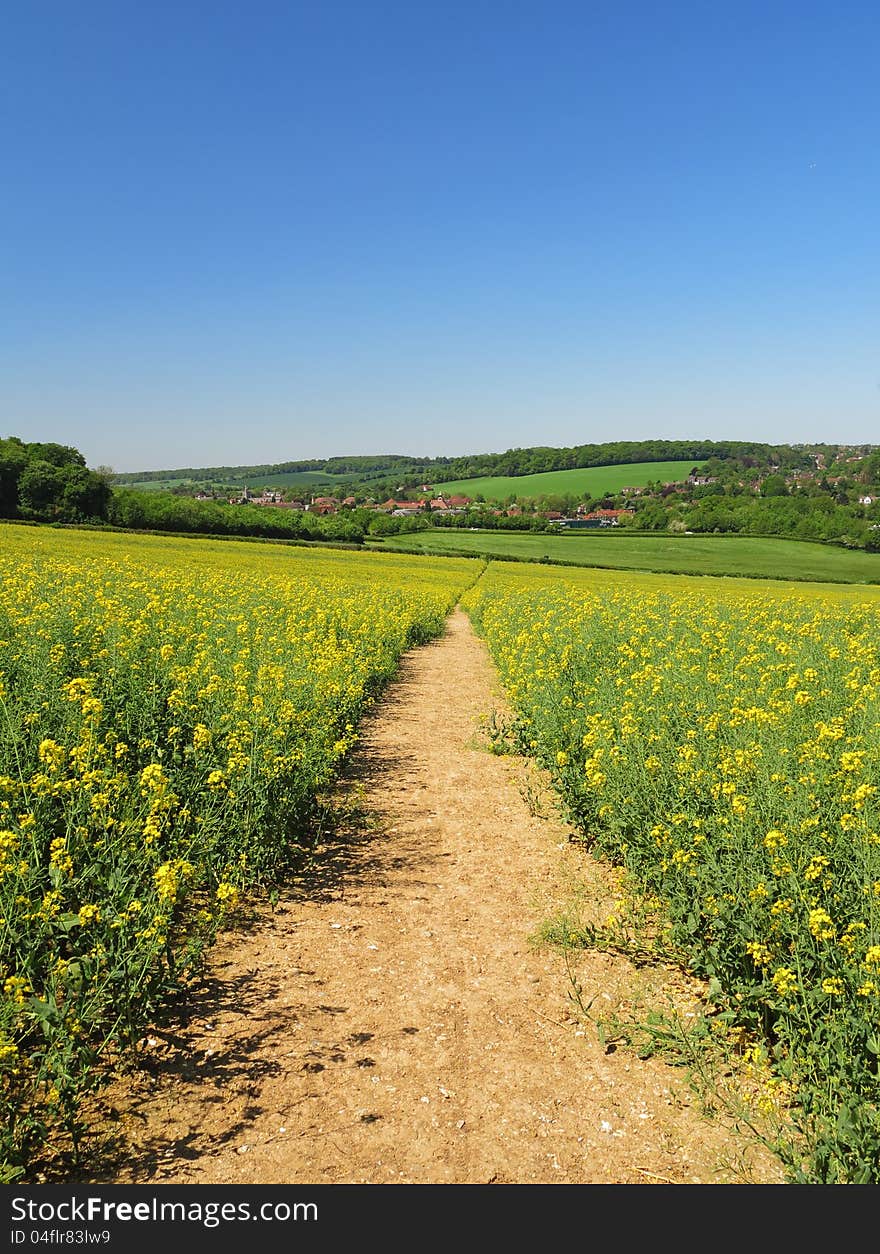 An English Chiltern Landscape with a Field of Flowering Rapeseed. An English Chiltern Landscape with a Field of Flowering Rapeseed