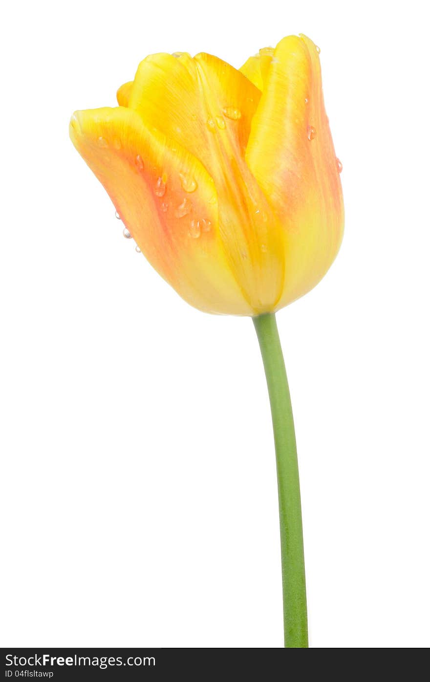 A beautiful yellow tulip with water drops on a white background