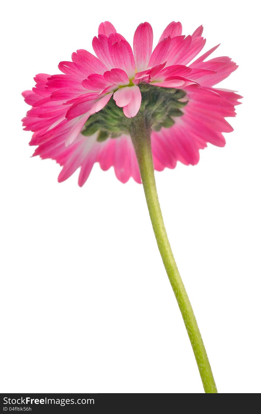 Back view of a beautiful pink daisy (bellis perennis) flower on a white background. Back view of a beautiful pink daisy (bellis perennis) flower on a white background