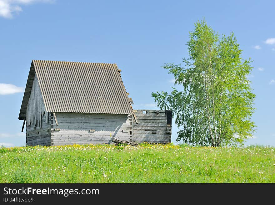 Unfinished Wooden Country House With Birch Tree