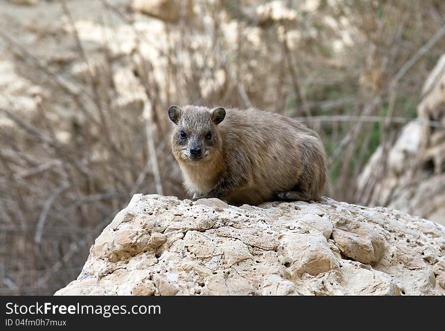 Rock rabbit : these charming little animals looking like rabbits without the long ears are mammals