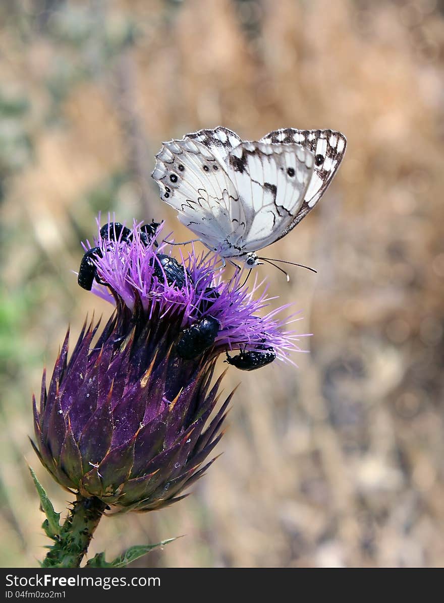 Small white butterfly pollinating a purple flower. Small white butterfly pollinating a purple flower