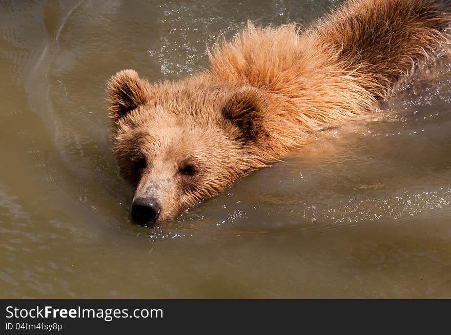 Bear swimming